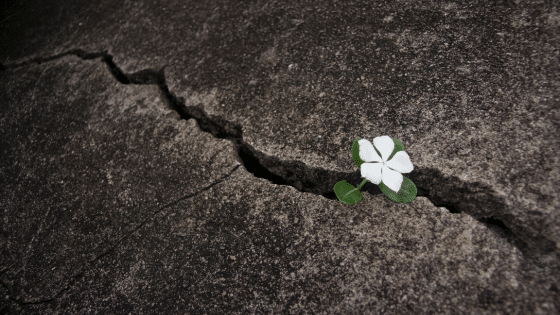 White flower blossoming through cracked concrete.